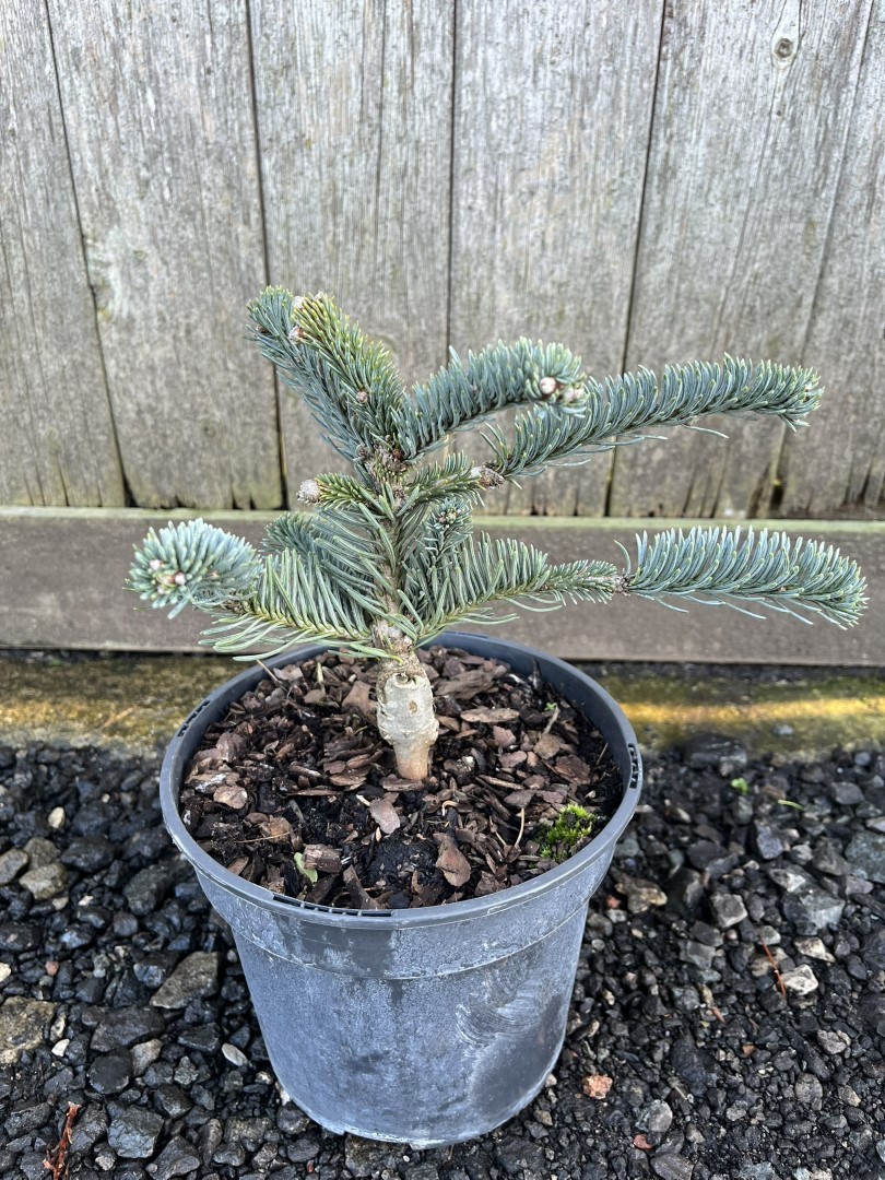 Noble Fir 'Glauca' 20-40cm - Abies procera