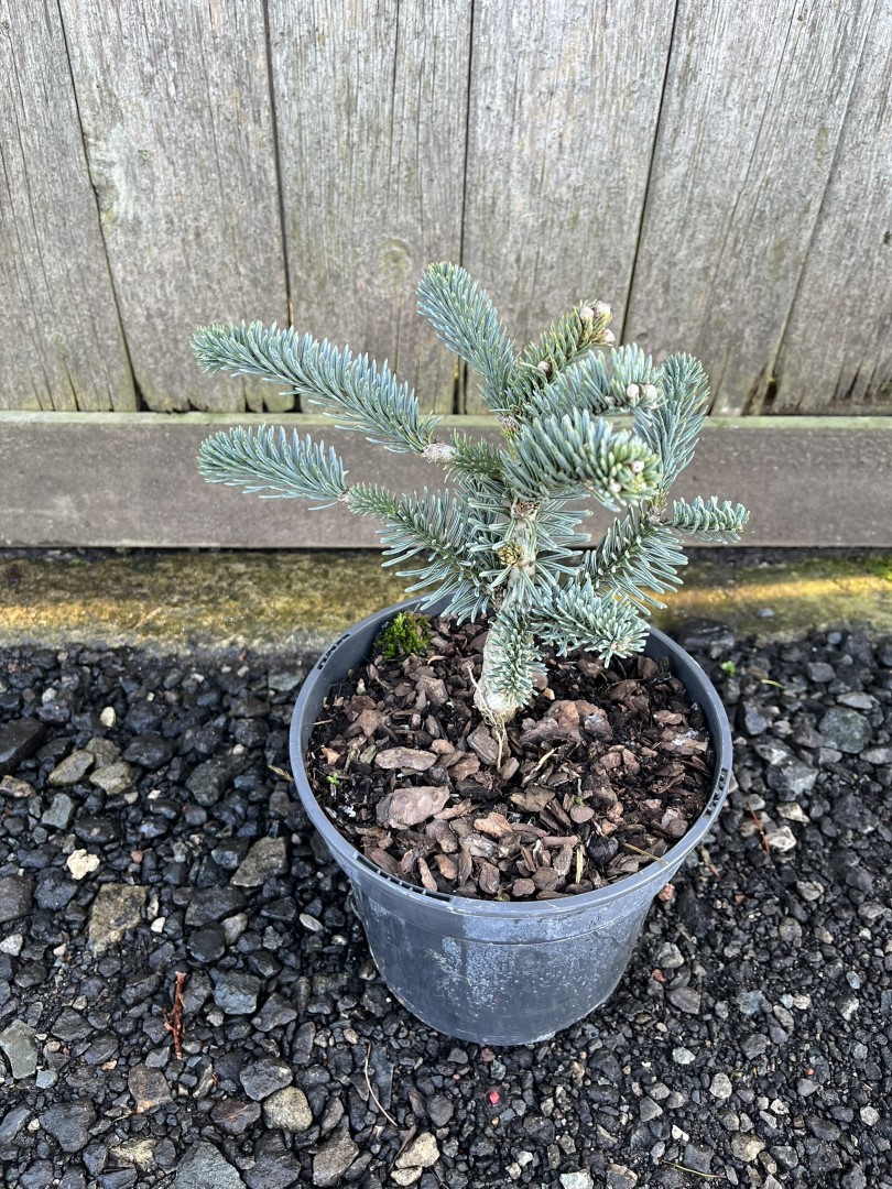 Noble Fir 'Glauca' 20-40cm - Abies procera