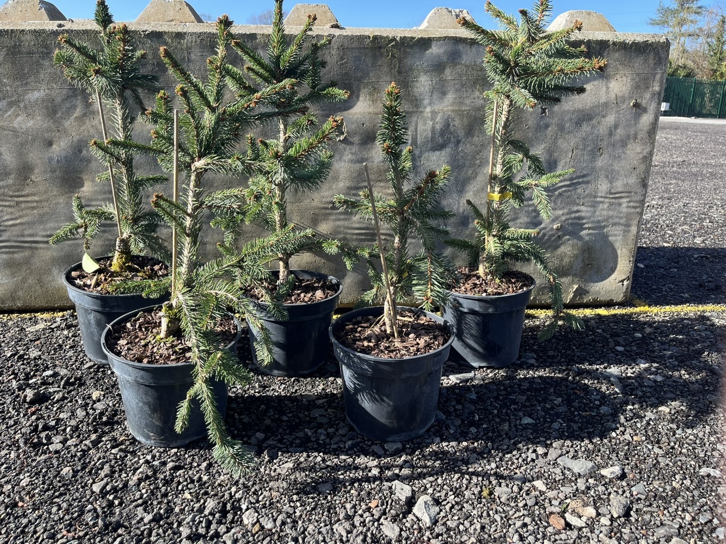 Norway Spruce 'Inversa Pendula' 60/80cm (3L) | Weeping Spruce Tree 20 ...