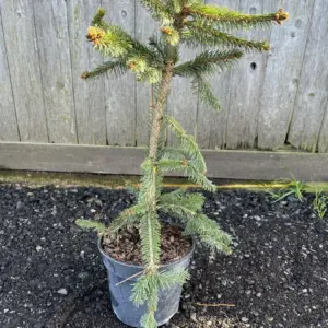 Norway Spruce 'Inversa Pendula' - Picea abies