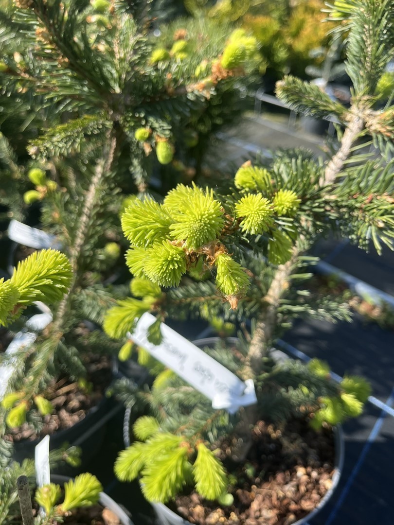 Norway Spruce 'Inversa Pendula' 60/80cm (3L) | Weeping Spruce Tree 20 ...
