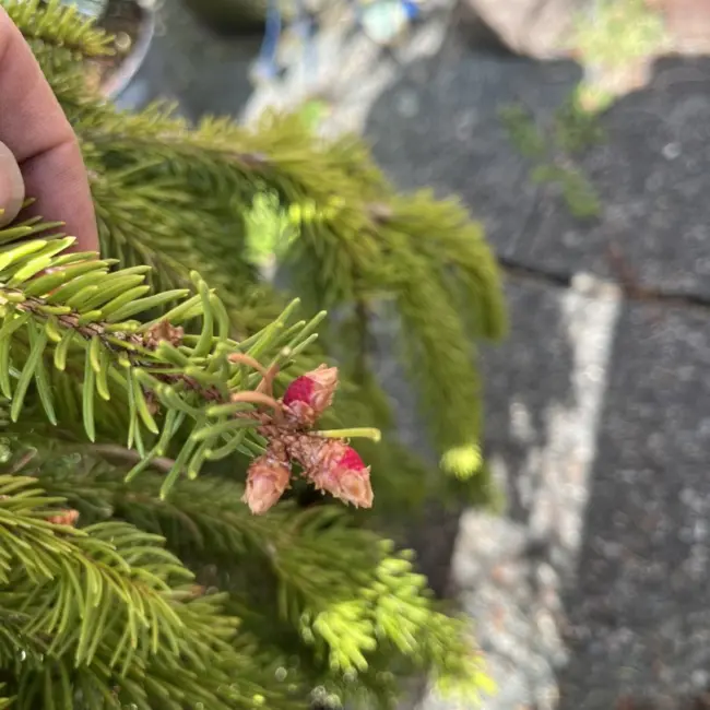 Norway Spruce 'Inversa Pendula' 60/80cm (3L) | Weeping Spruce Tree 20 ...