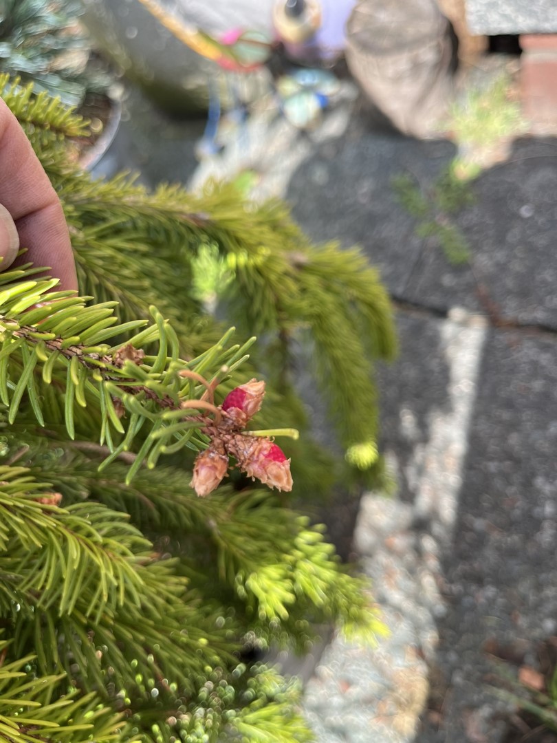 Norway Spruce 'Inversa Pendula' 60/80cm (3L) | Weeping Spruce Tree 20 ...