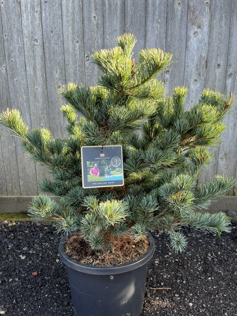 Pinus parviflora - Japanese White Pine 'Negishi' 80-100cm (12L)