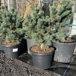Pinus parviflora - Japanese White Pine 'Negishi' 80-100cm (12L)