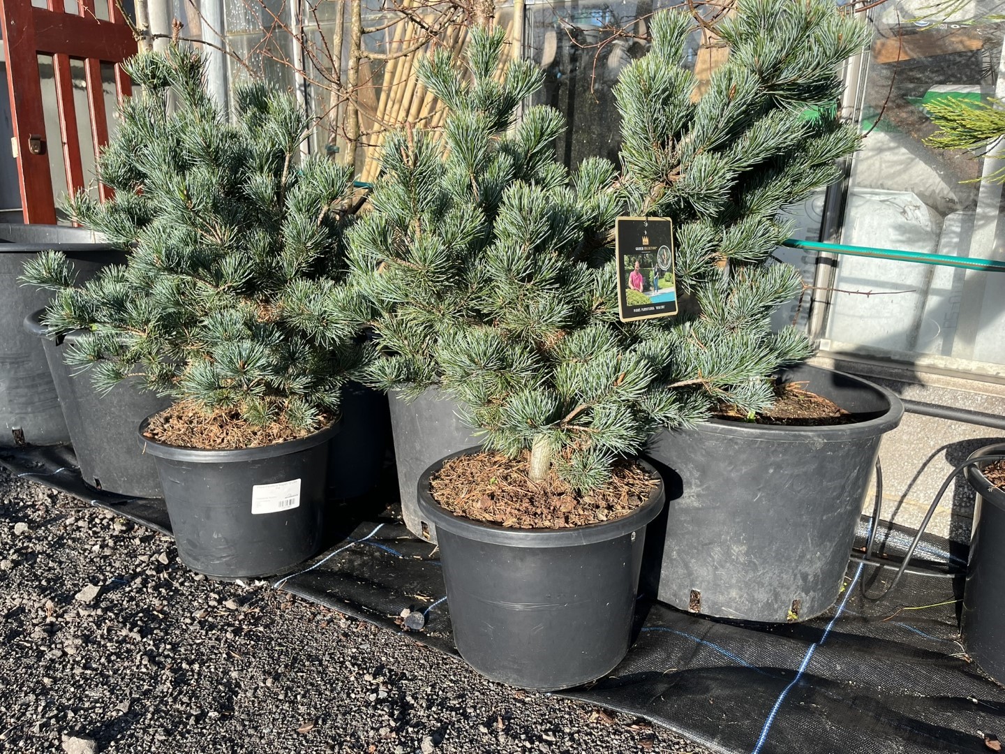 Pinus parviflora - Japanese White Pine 'Negishi' 80-100cm (12L)