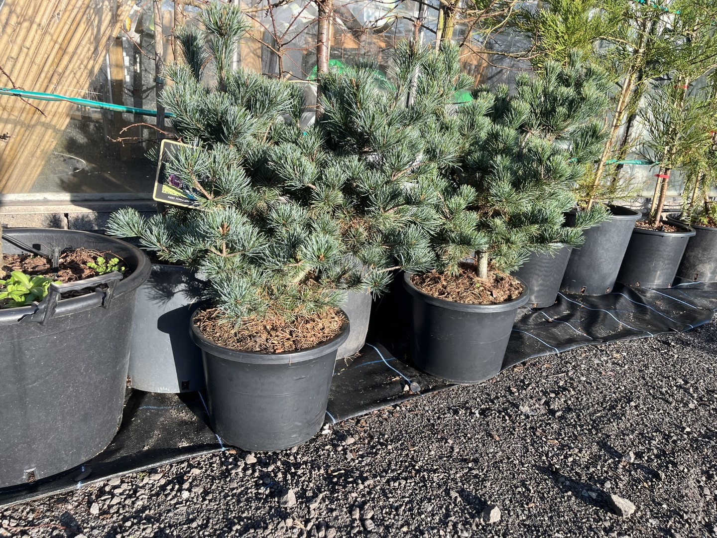 Pinus parviflora - Japanese White Pine 'Negishi' 80-100cm (12L)