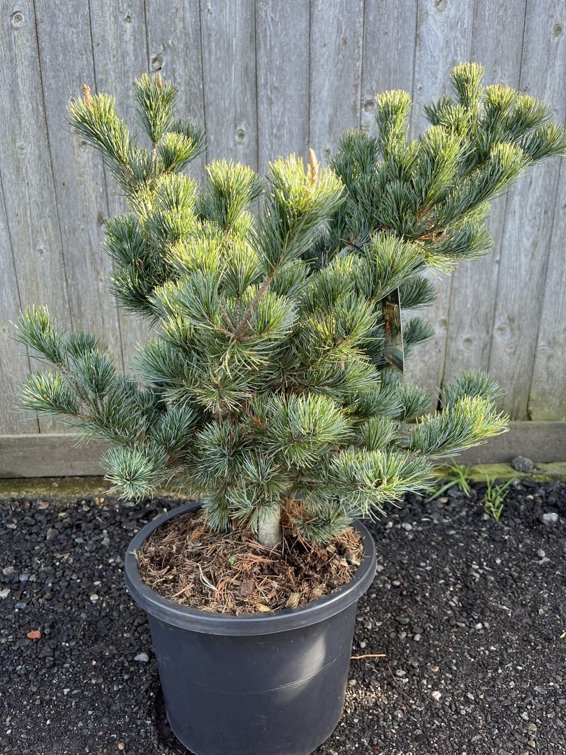 Pinus parviflora - Japanese White Pine 'Negishi' 80-100cm (12L)