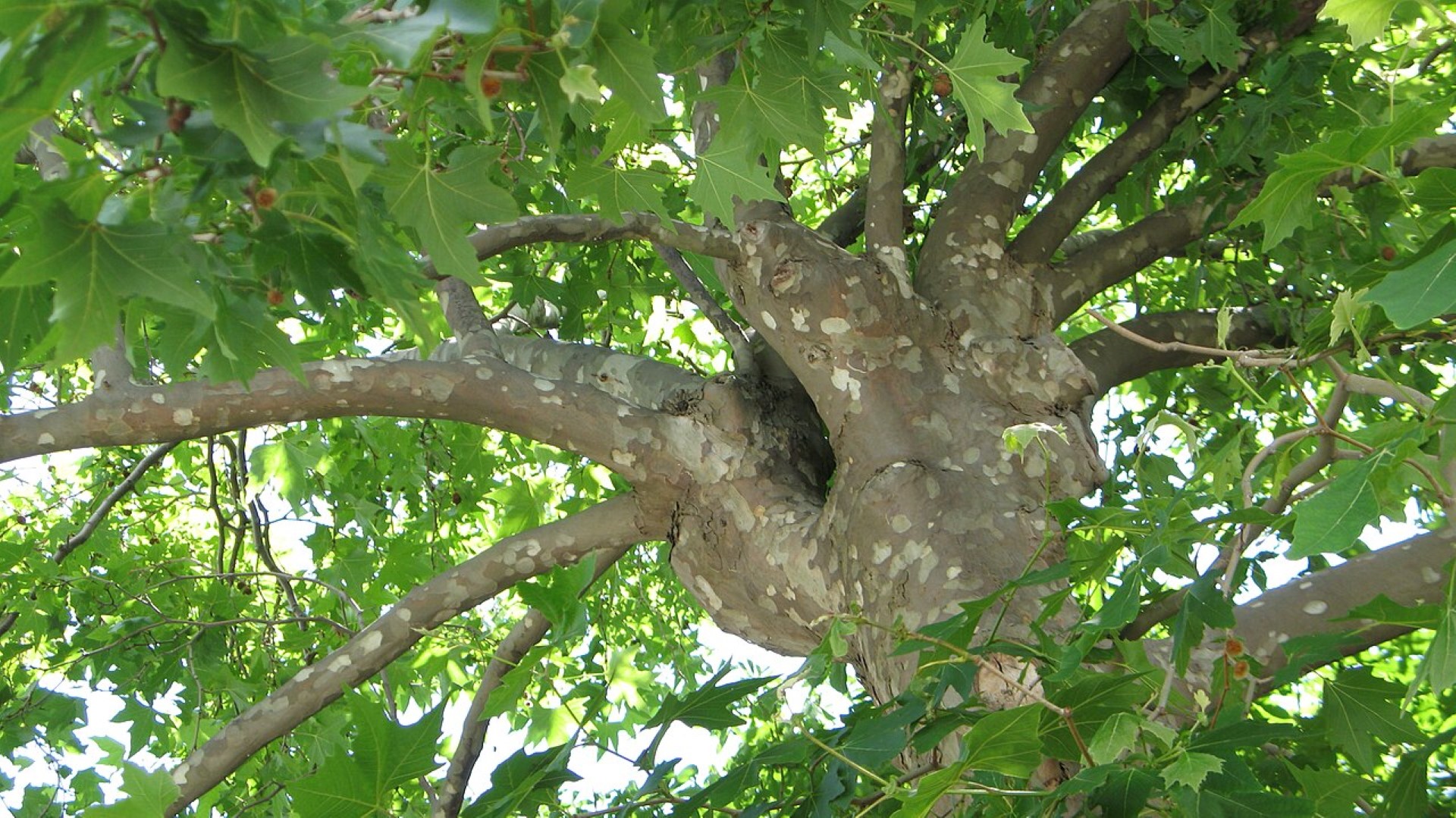 Platanus orientalis - Oriental Plane Tree