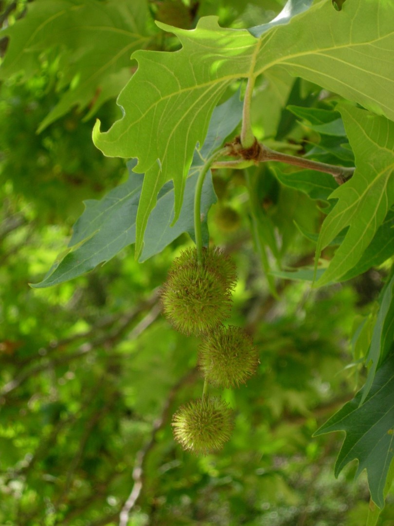 Platanus orientalis - Oriental Plane Tree