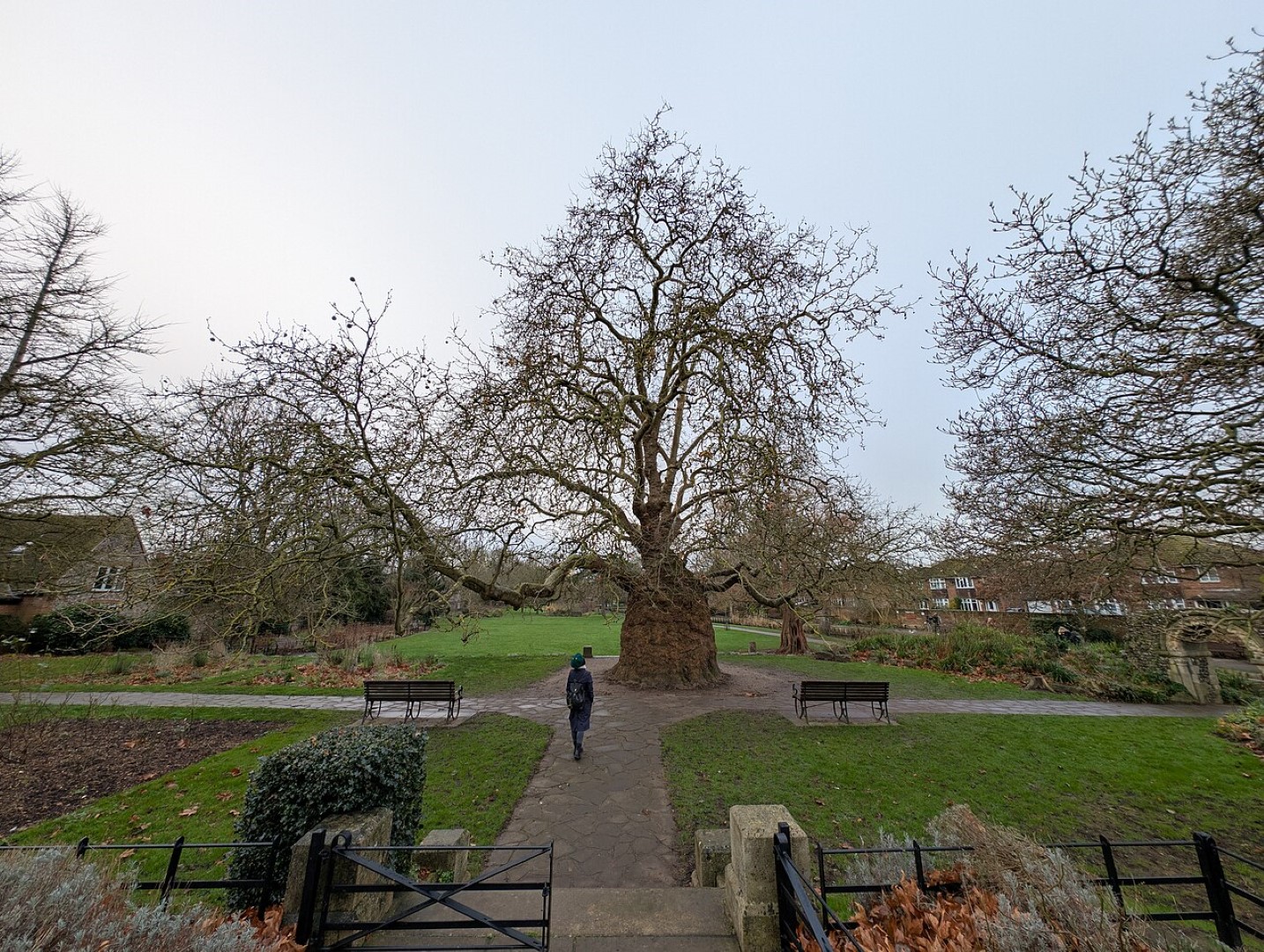 Oriental Plane Tree - 60/80cm (2L) - Image 7