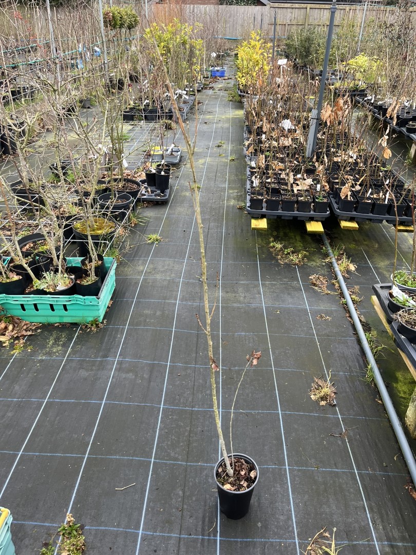 Populus nigra 'Italica' - Lombardy poplar 100120cm (2L)