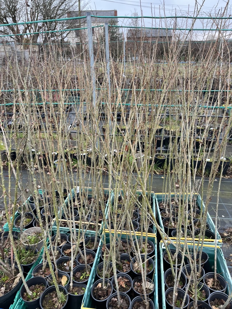 Populus nigra 'Italica' - Lombardy poplar 100120cm (2L)