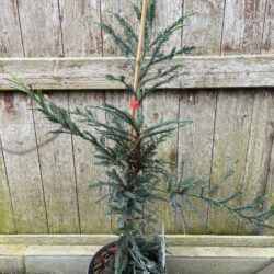 Sequoia sempervirens - Coast Redwood - Adpressa