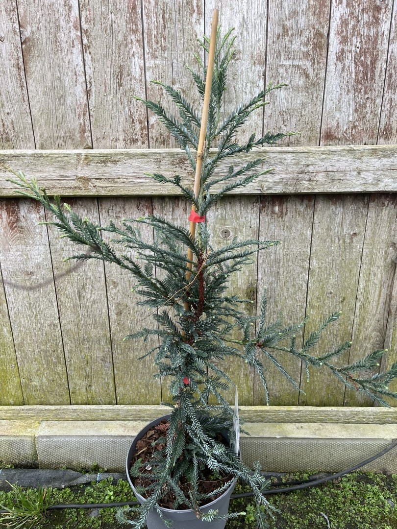 Sequoia sempervirens - Coast Redwood - Adpressa