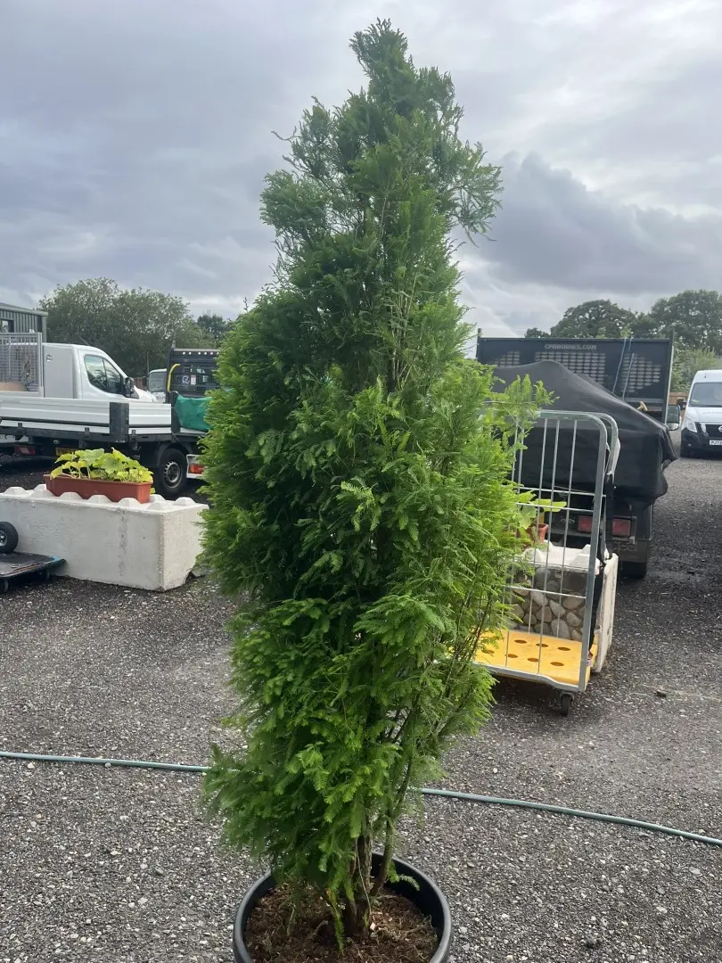 Swamp Cypress 'Lindsey's Skyward' 150/175cm Taxodium distichum Conifer