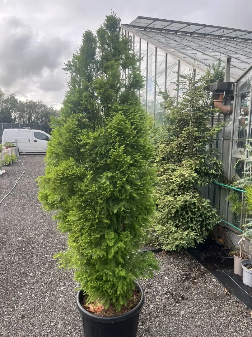 Swamp Cypress 'Lindsey's Skyward' 150/175cm Taxodium distichum Conifer