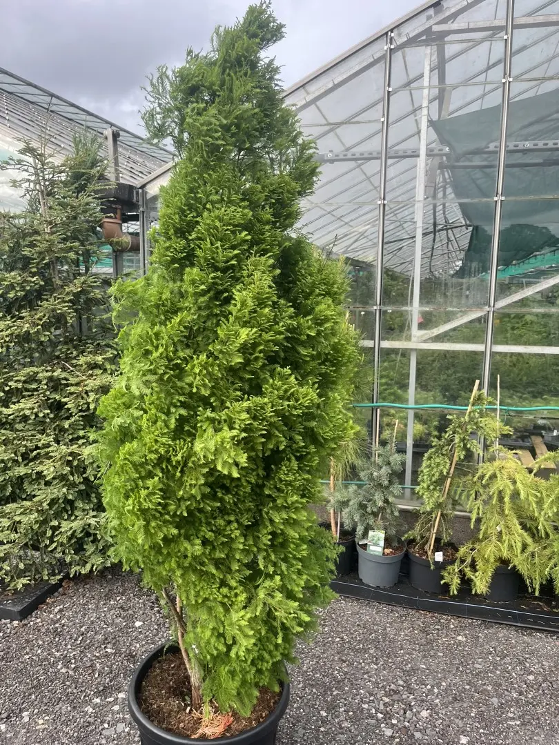 Swamp Cypress 'Lindsey's Skyward' 150/175cm Taxodium distichum Conifer