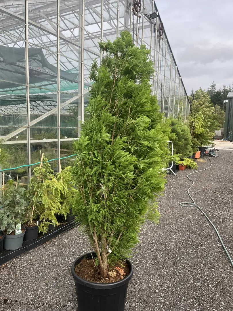 Swamp Cypress 'Lindsey's Skyward' 150/175cm Taxodium distichum Conifer