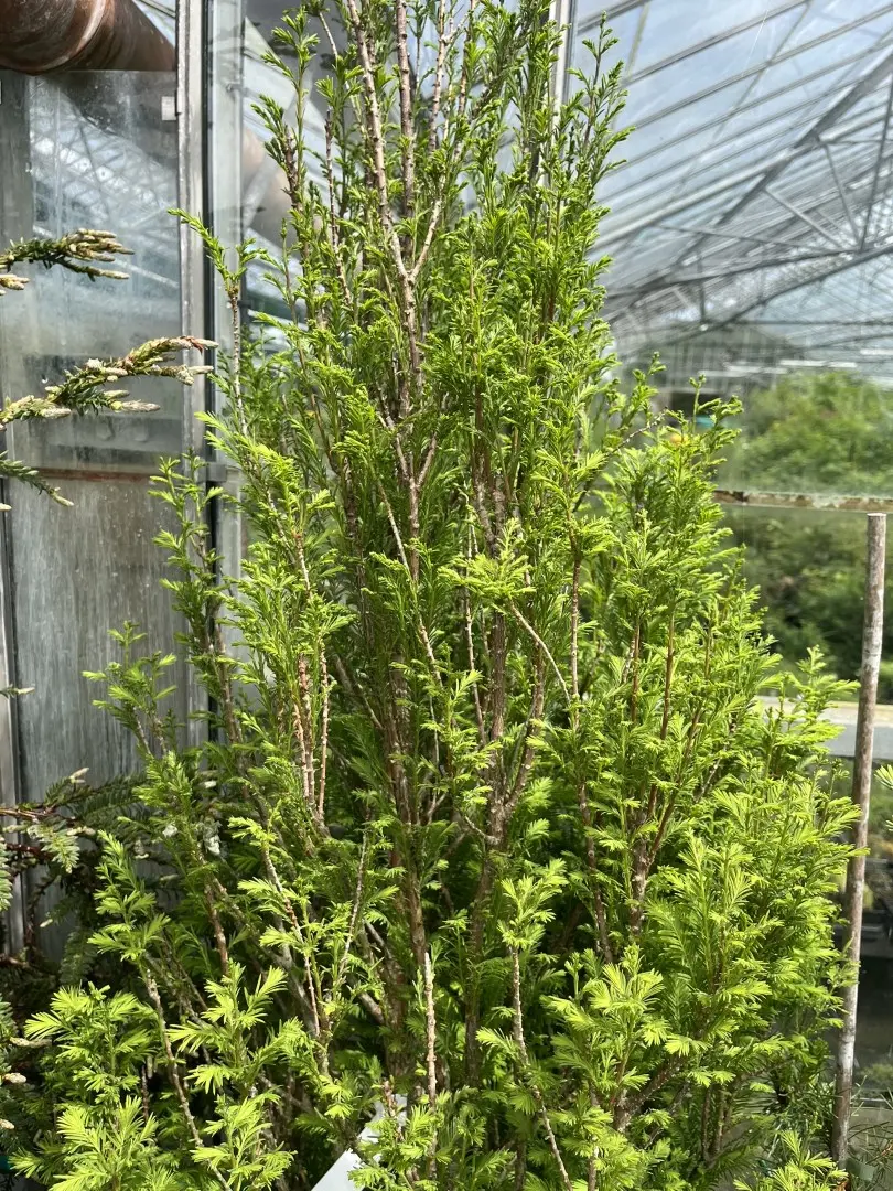 Taxodium distichum - Swamp Cypress 'Lindsey's Skyward'