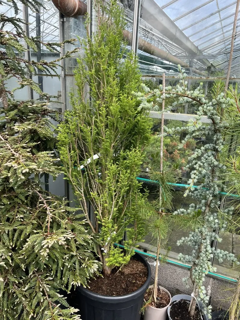 Taxodium distichum - Swamp Cypress 'Lindsey's Skyward'