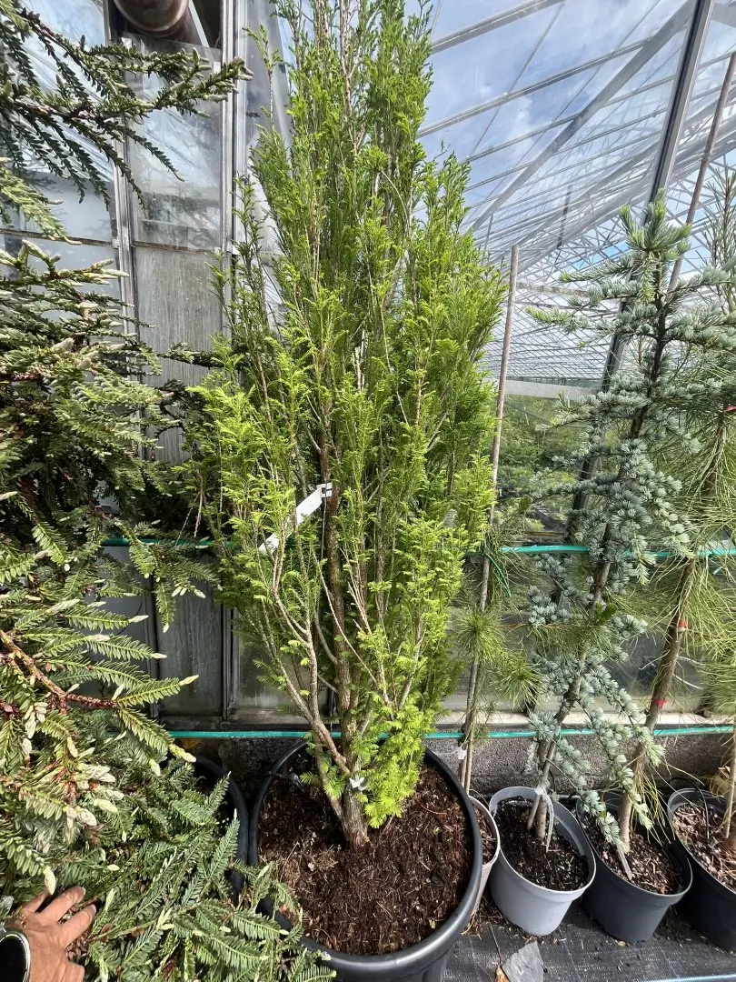 Taxodium distichum - Swamp Cypress 'Lindsey's Skyward'