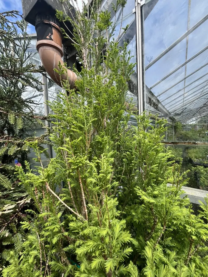 Swamp Cypress 'Lindsey's Skyward' 150/175cm (55L) - Image 6
