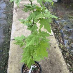 Acer rubrum - Red Maple Tree