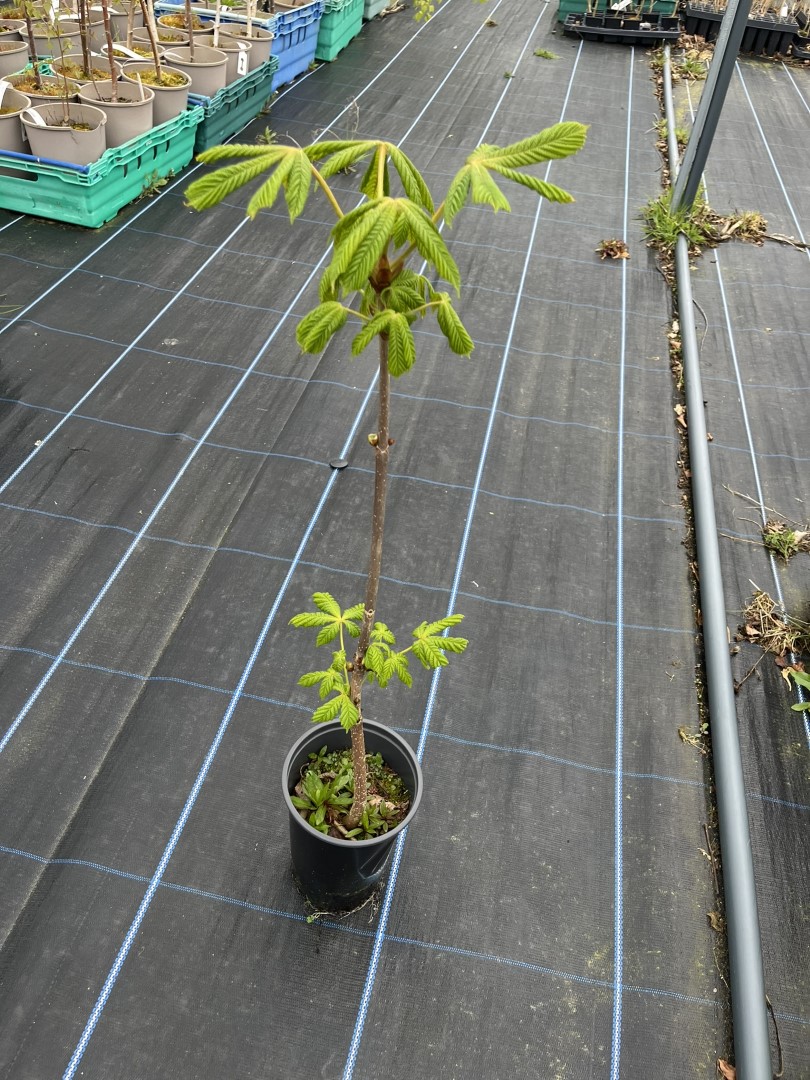Aesculus hippocastanum - Horse Chestnut Tree