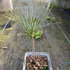 Blue Arolla/Swiss Stone Pine Tree | Pinus cembra glauca UK Grown | 10/20cm (P9)