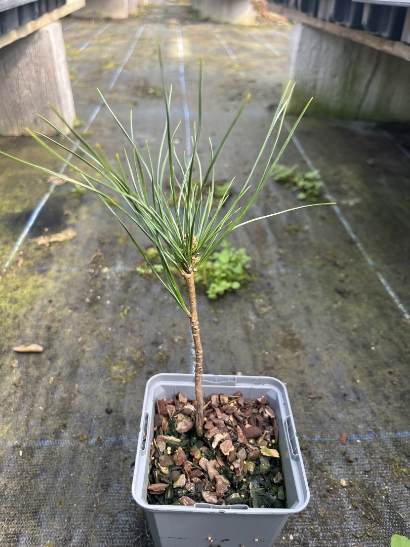 Blue Arolla/Swiss Stone Pine Tree | Pinus cembra glauca UK Grown | 10/20cm (P9)