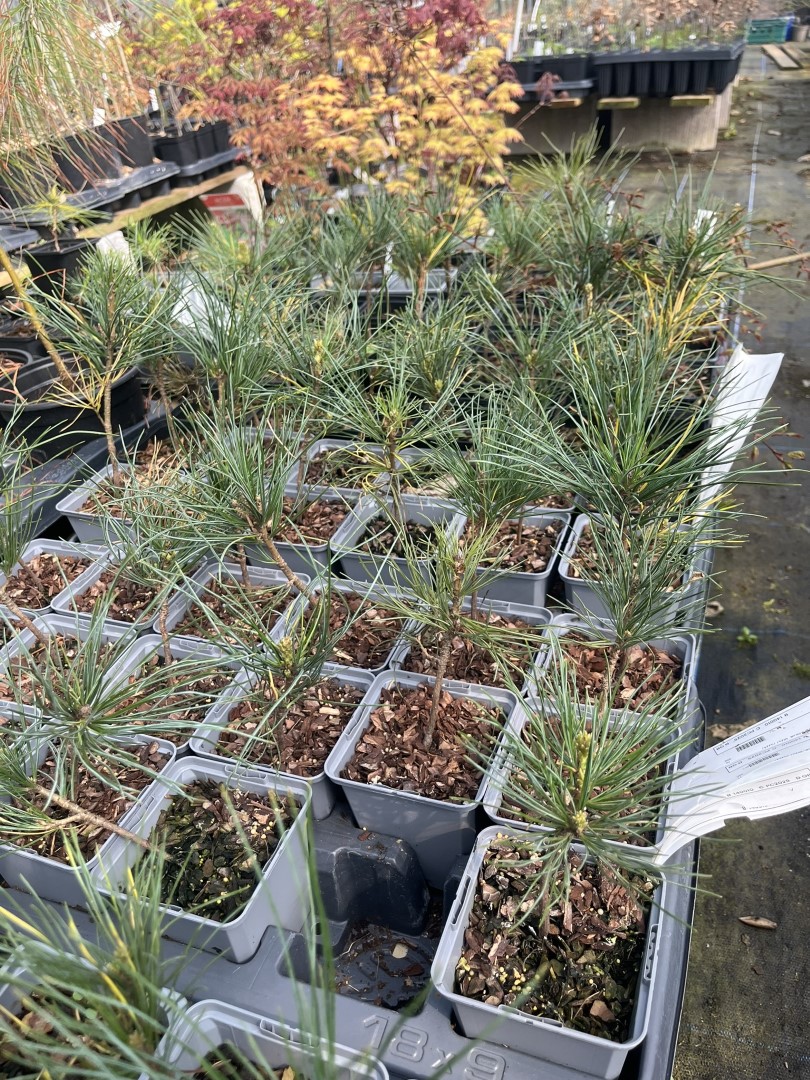 Blue Arolla/Swiss Stone Pine 10/20cm (P9) - Image 2