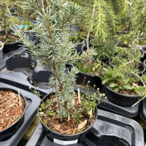Cedrus atlantica - Atlas Cedar 'Glauca'