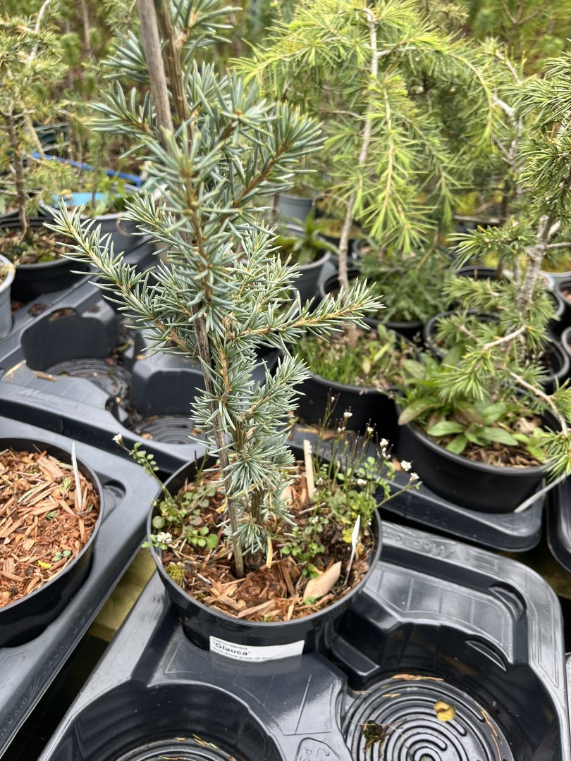 Cedrus atlantica - Atlas Cedar 'Glauca'