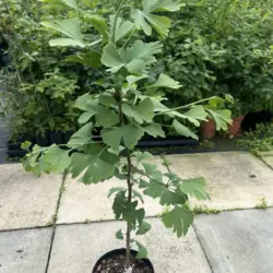 Ginkgo biloba - Maidenhair Tree
