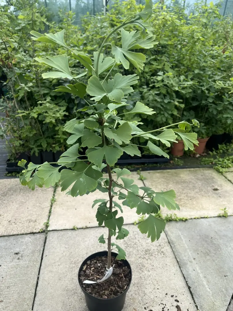 Ginkgo biloba - Maidenhair Tree