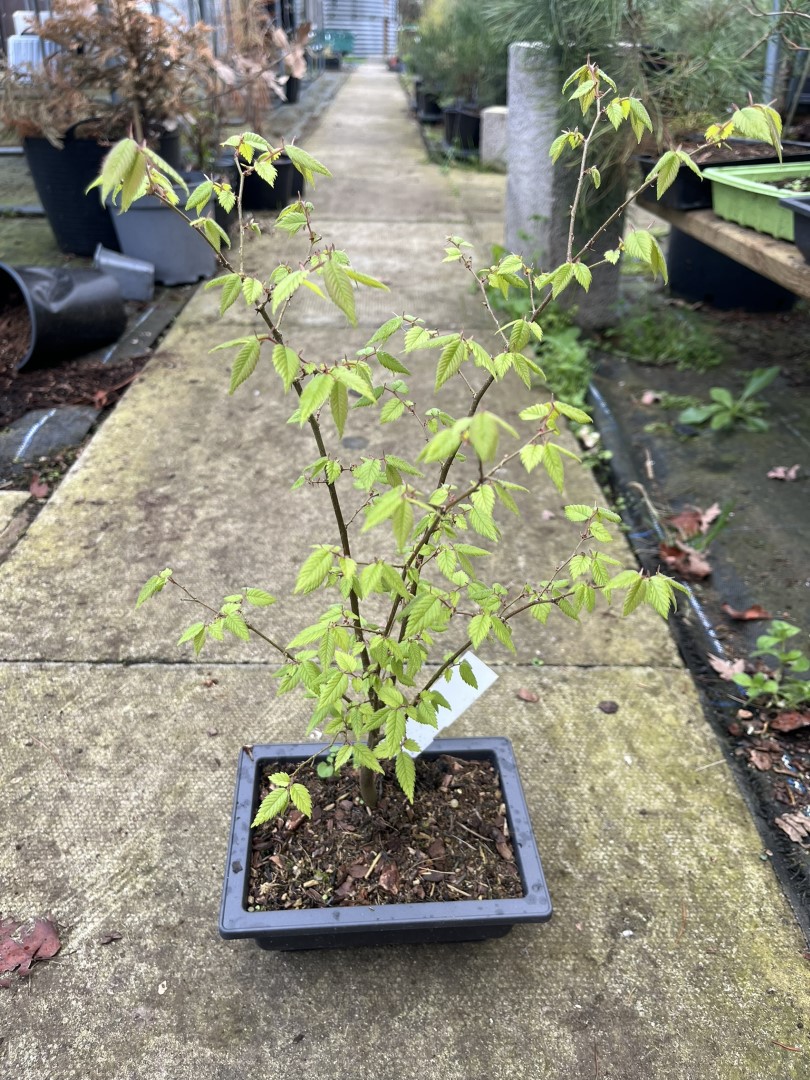 Japanese Elm Tree Zelkova serrata in a Bonsai Bowl