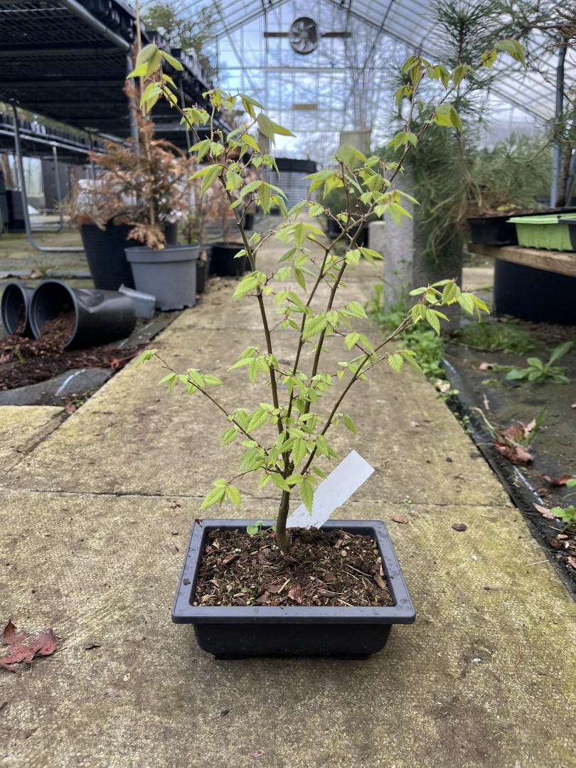 Japanese Elm Tree Zelkova serrata in a Bonsai Bowl