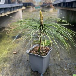Pinus griffithii syn. wallichiana - Bhutan Pine 10/20cm (P9)