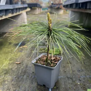 Pinus griffithii syn. wallichiana - Bhutan Pine 10/20cm (P9)