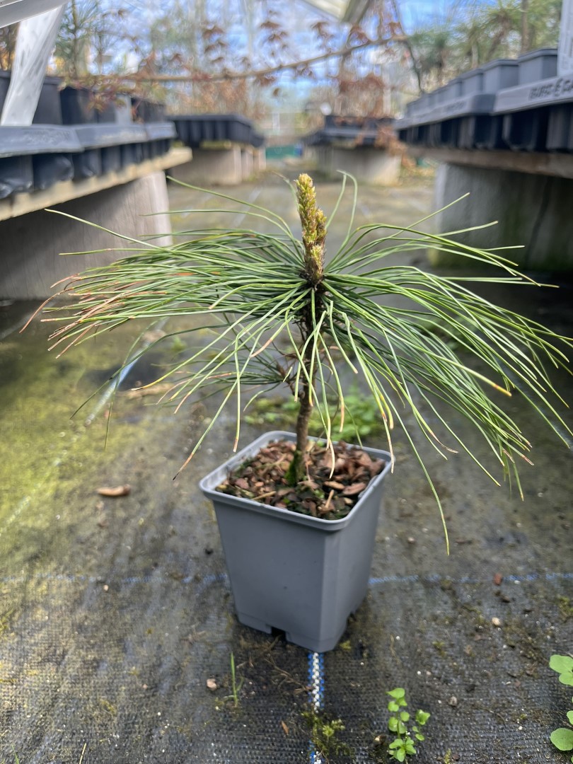 Pinus griffithii syn. wallichiana - Bhutan Pine 10/20cm (P9)
