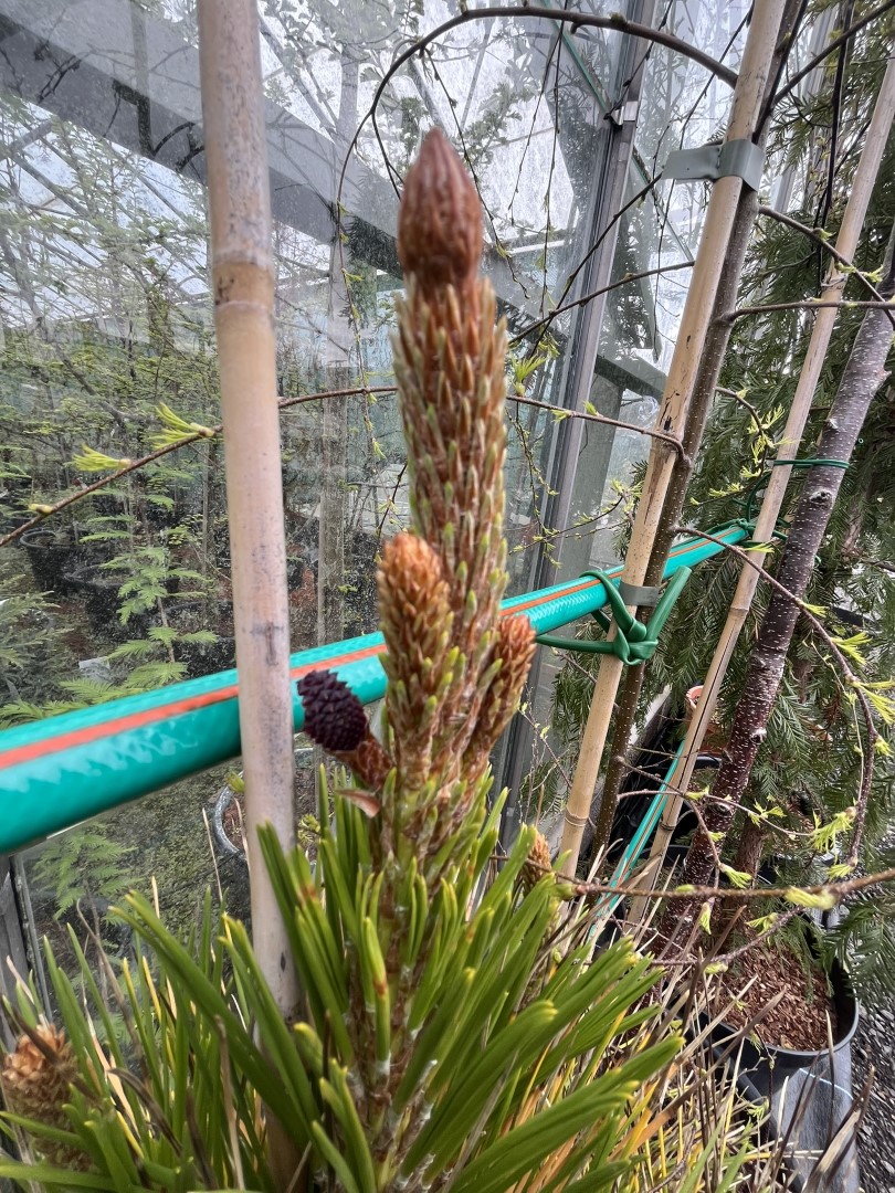 Pinus radiata ‘Aurea’ - Golden Monterey Pine