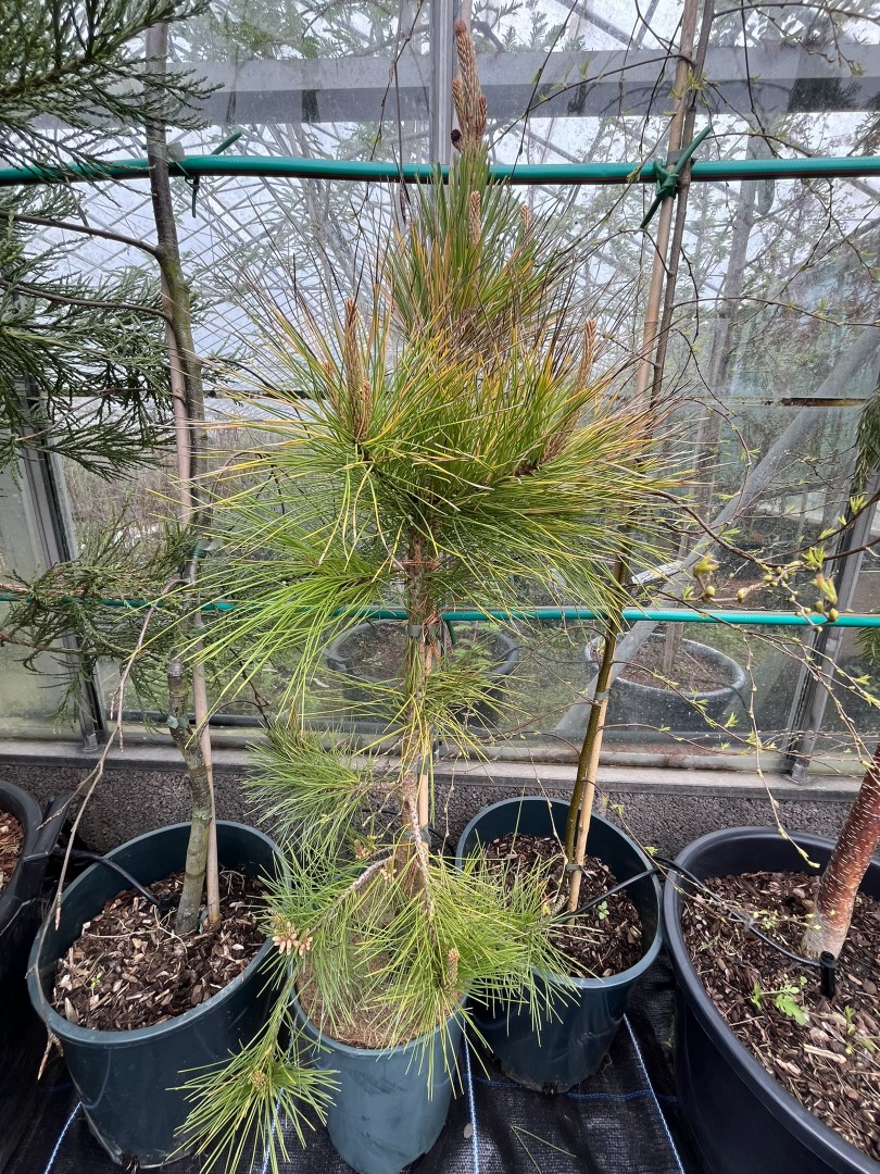 Pinus radiata ‘Aurea’ - Golden Monterey Pine