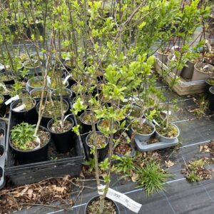 Spindle Tree 'Red Cascade' / Euonymus europaeus