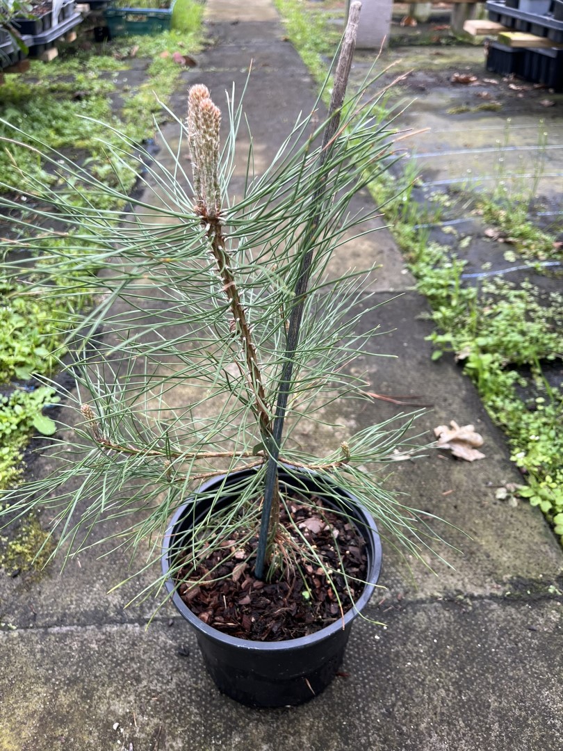 Turkish Pine / Calabrian Cluster Pine - Pinus brutia