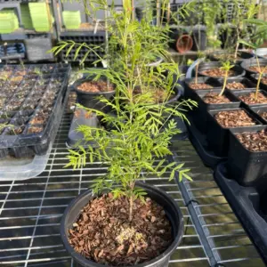 Xanthoceras sorbiflorium - Shinyleaf Yellowhorn