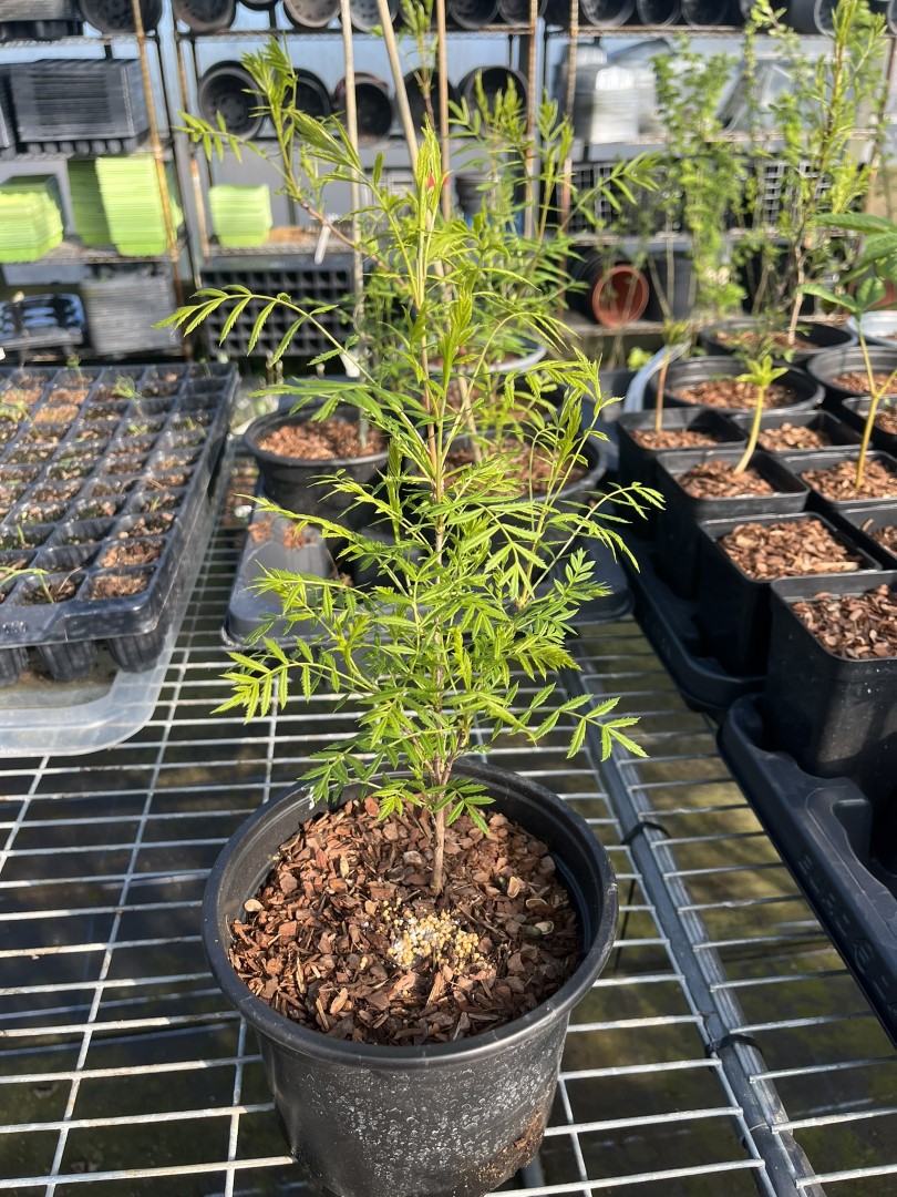 Xanthoceras sorbiflorium - Shinyleaf Yellowhorn