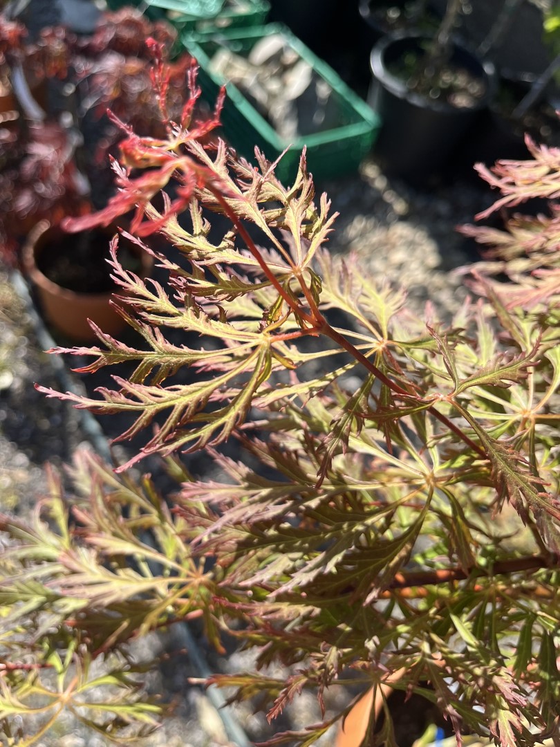 Acer x pseudosieboldianum - Japanese maple 'Ice Dragon'
