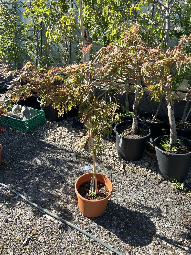 Acer x pseudosieboldianum - Japanese maple 'Ice Dragon'