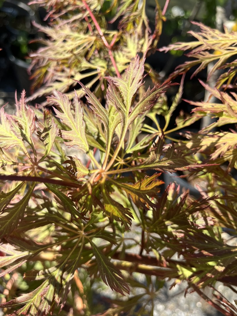 Acer x pseudosieboldianum - Japanese maple 'Ice Dragon'